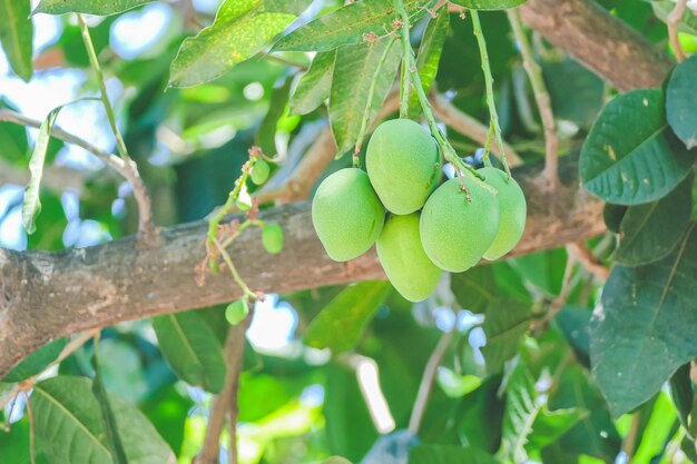 Green mangoes in the tree