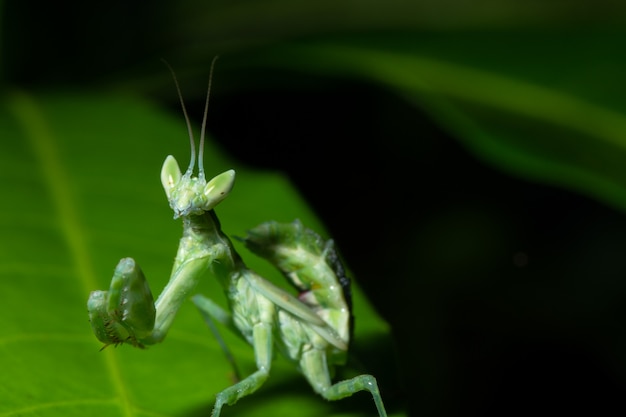 Green Mantis Macro