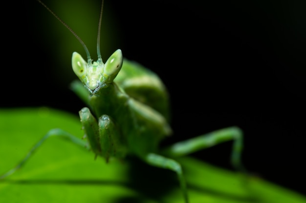 Green Mantis Macro