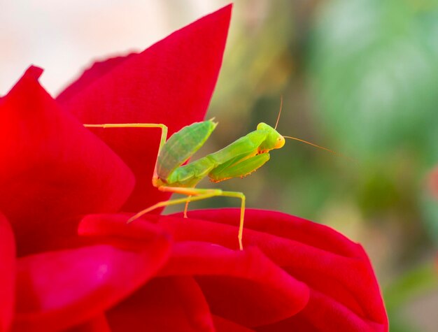 Green mantis Mantodea posing among red roses