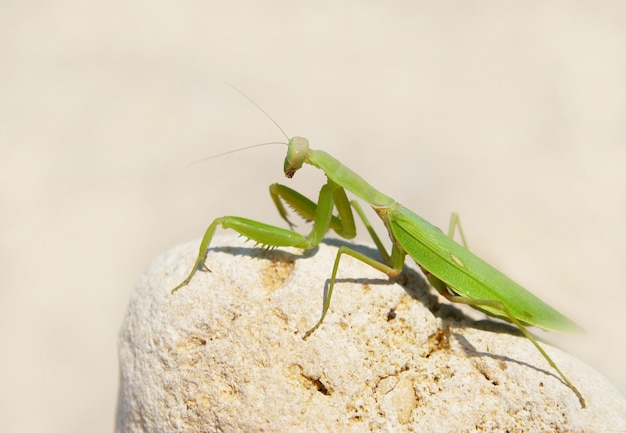 Green mantis on stone