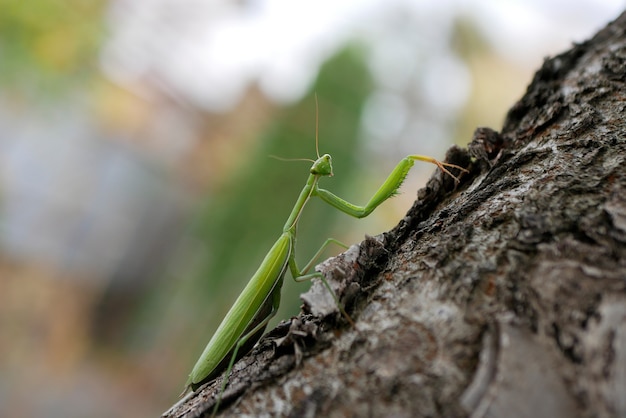 Green mantis on tree bark