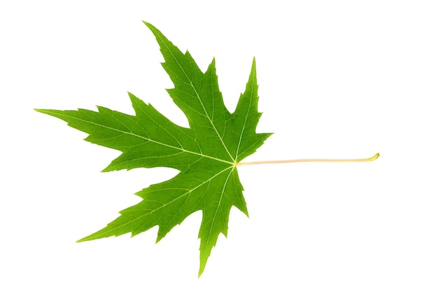 Green maple leaf isolated on white background