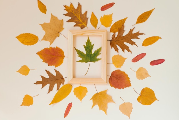 Green maple leaf in a wooden frame surrounded by yellow fallen leaves on a beige background