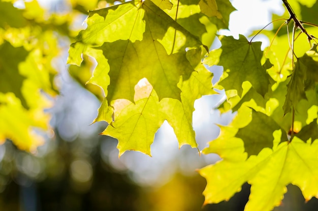 Green maple leaves in the autumn sun