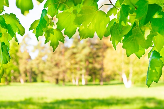 Green maple leaves in sunny forest