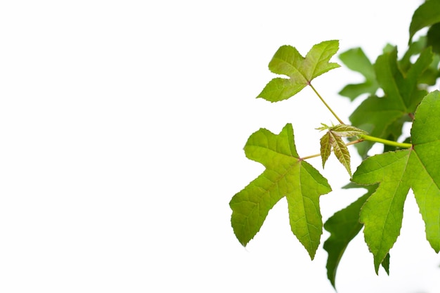 Green maple leaves on white background