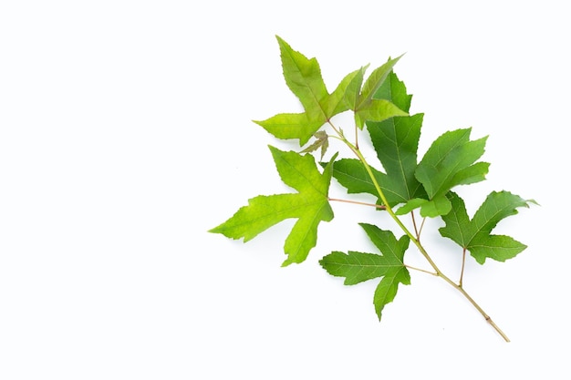 Green maple leaves on white background