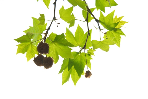 Green maple leaves with branch isolated on white background.