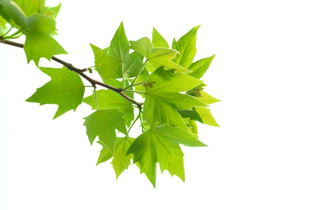 Green maple leaves with branch isolated on white background.