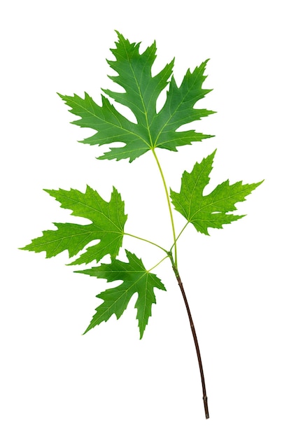 Green maple tree branch isolated on white background with clipping path