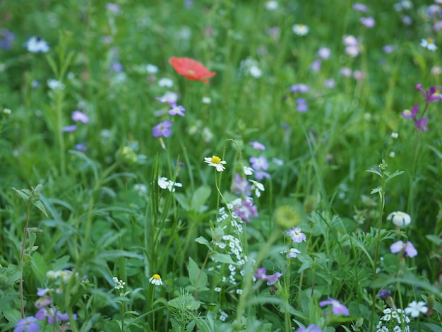 Green meadow background