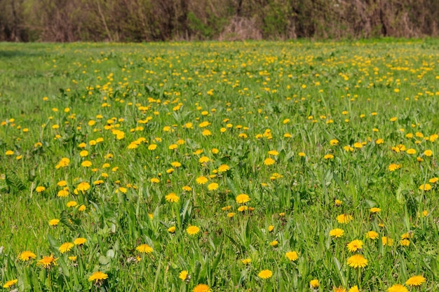 Green meadow covered with yellow dandelions at spring