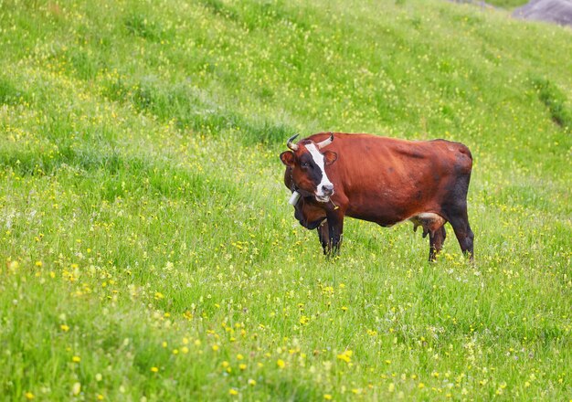 Green meadow in mountains and cows