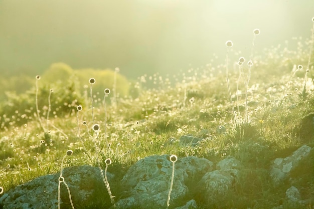 Green meadow in the rays of dawn