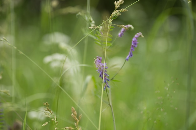 Green meadow with plants