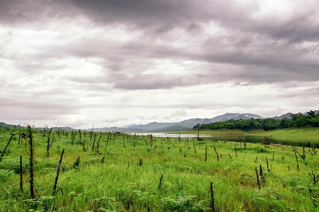 Green meadow with stump cloudy