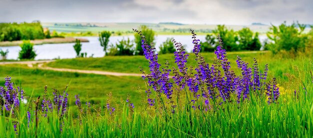 Green meadow with wild purple flowers by the river summer landscape