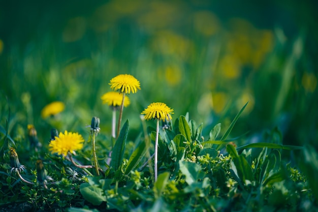 Green meadow with yellow blooming dandelions on a spring day