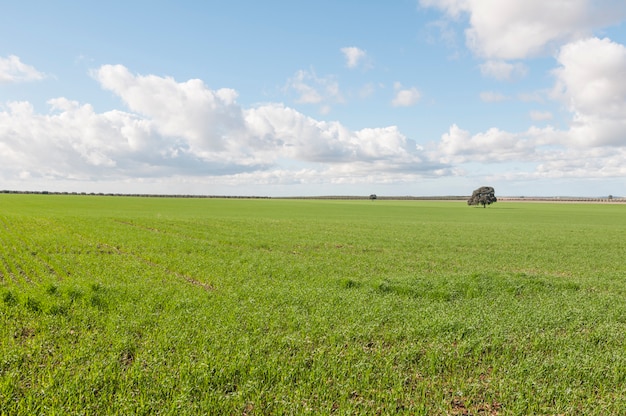 Green meadow