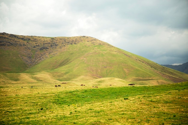 Green meadows cows eat grass