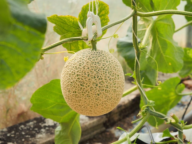 Green melon fruit hanging on tree in organic greenhouse farm