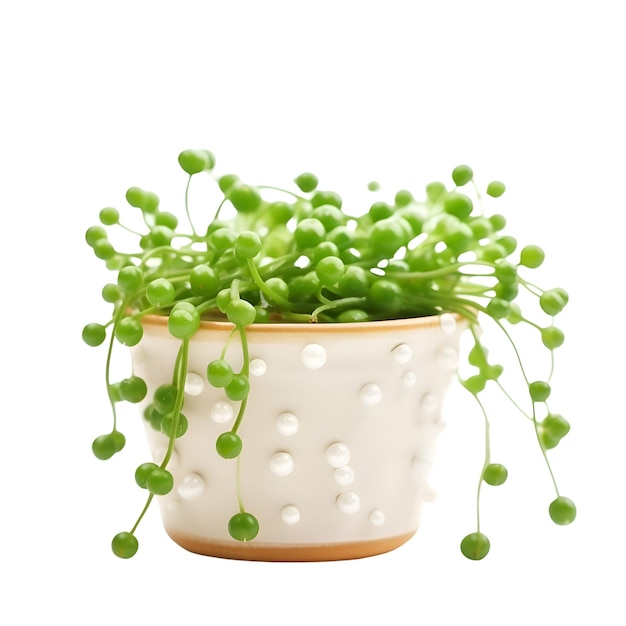 Green microgreens in a pot isolated on a white background