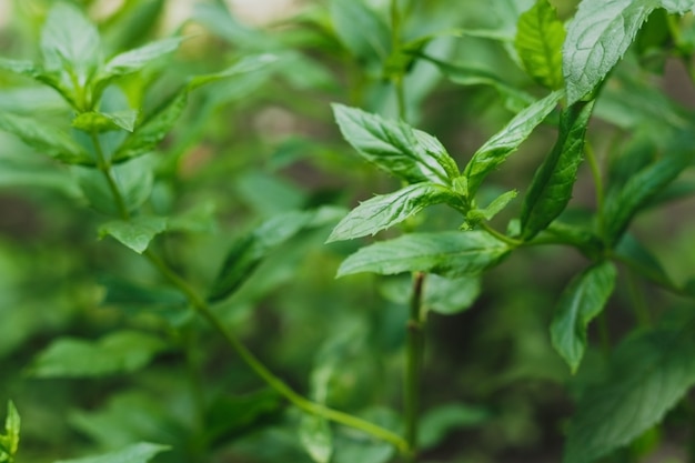 Green mint crops in growth at garden