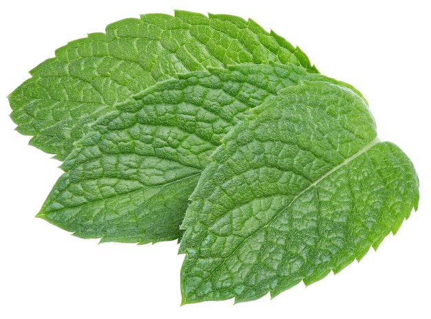 Green mint leaf on white background