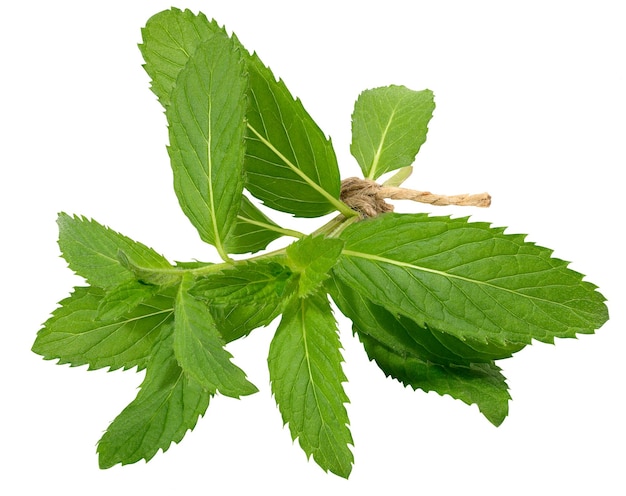 Green mint leaf on white isolated background close up