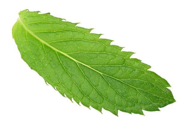 Green mint leaf on white isolated background