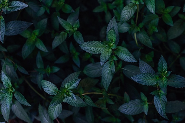 Green Mint Leaves