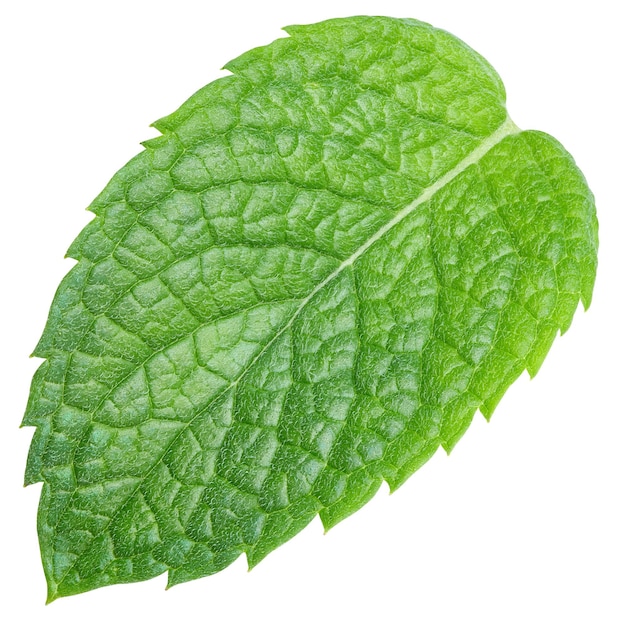 Green mint pepper leaf isolated on white. Fresh mint leaf. Pepper mint clipping path. Full depth of