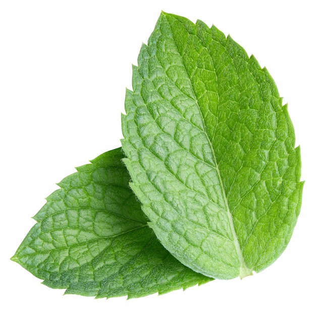 Green mint pepper leaf isolated on white. Fresh mint leaf. Pepper mint clipping path. Full depth of