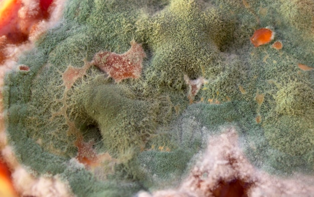 Green mold on a food surface closeup colorful growth mustiness mushrooms on a food green mold