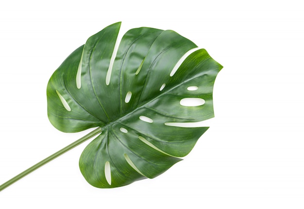 Green Monstera leaf isolated, plastic leaf as decoration