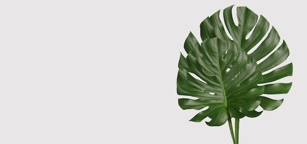 Green monstera leaves on gray background and have copy space for design in your work.