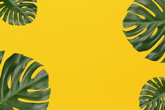 Green monstera leaves on yellow art paper background and have copy space for design in your work.