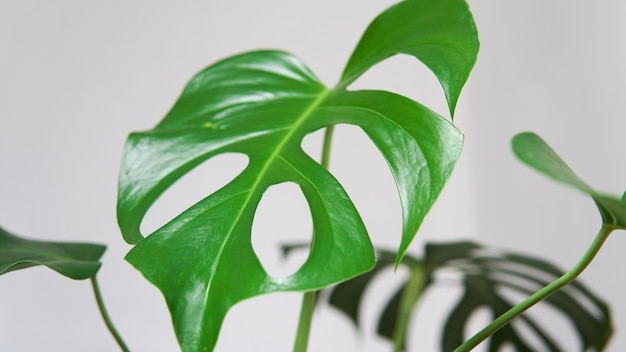 Green monstera leaves