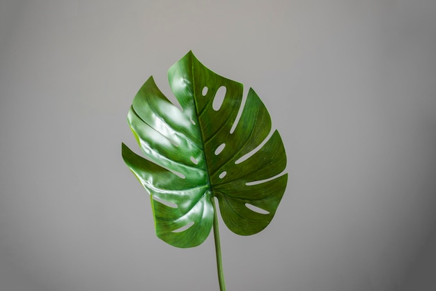 A green monstera plant at home interior trendy plant branch