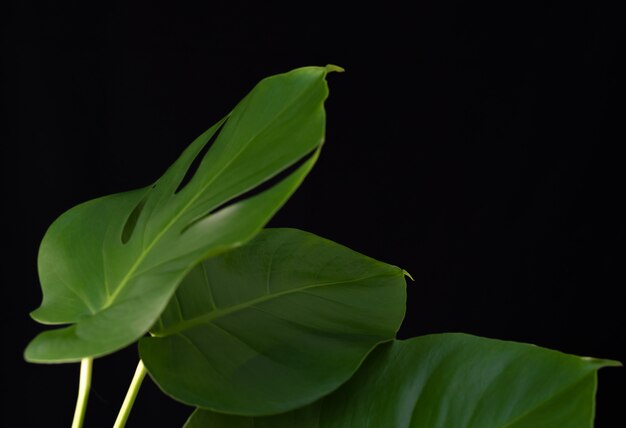 Green monstera plants