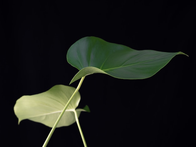 Green monstera plants