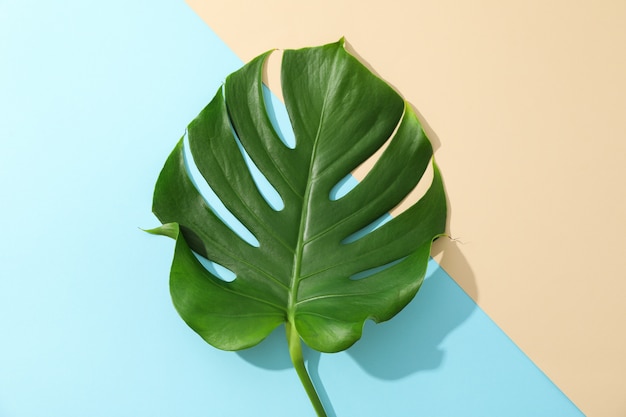 Green monstera on two tone table