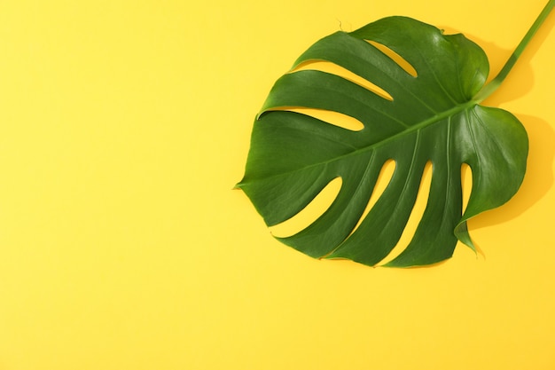 Green monstera on yellow table