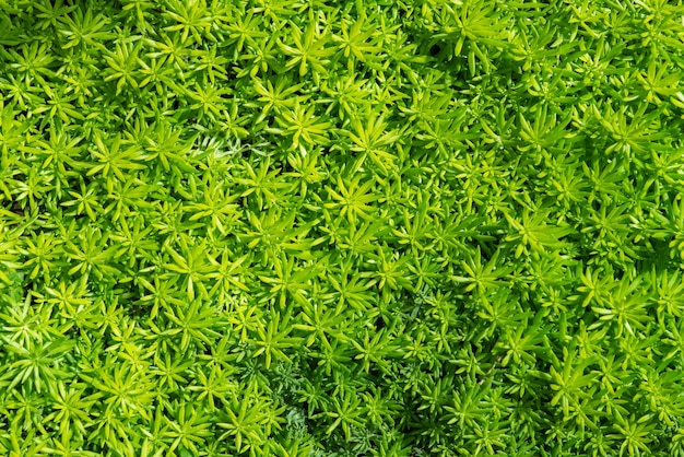 Green Moss background Star Moss POLYTRICHUM COMMUNE top view