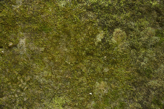 green moss background