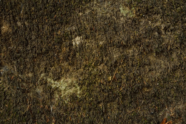 Green moss background