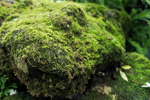 Green moss cover stones and on the floor in the forest