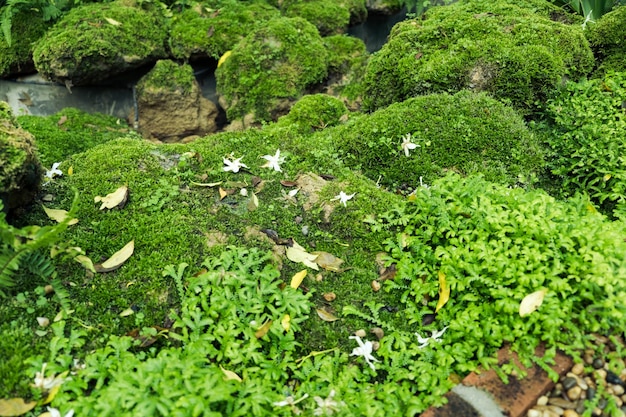 Green moss cover stones and on the floor in the forest