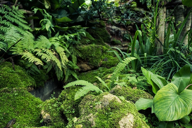 Green moss cover stones and on the floor in the forest